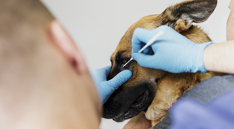 câine probleme de ochi veterinar