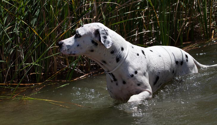 boală canină