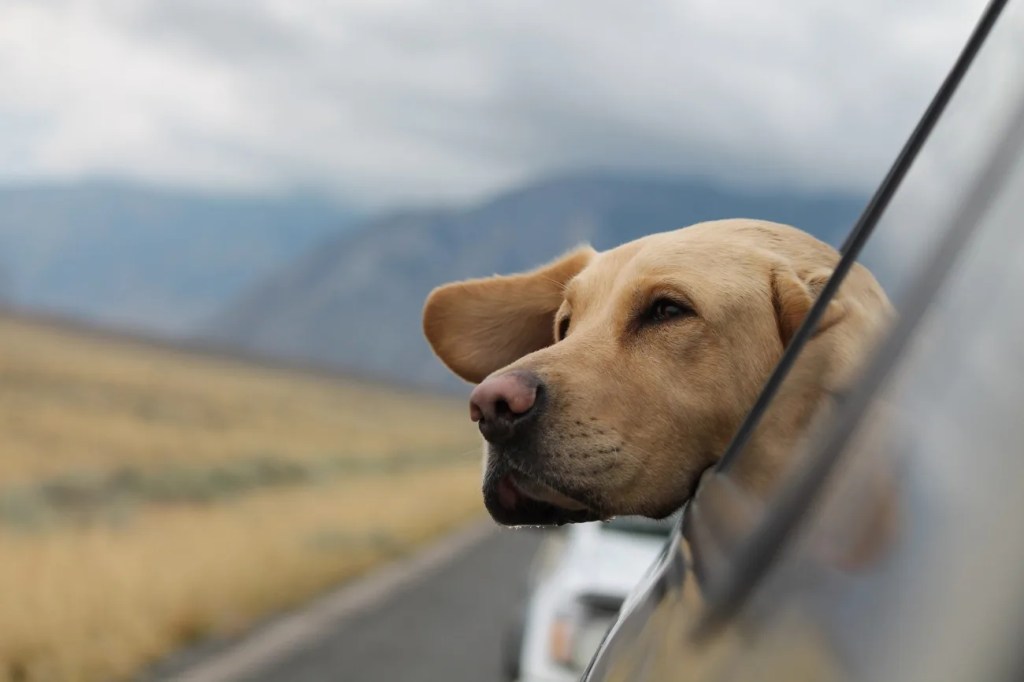 dog car window