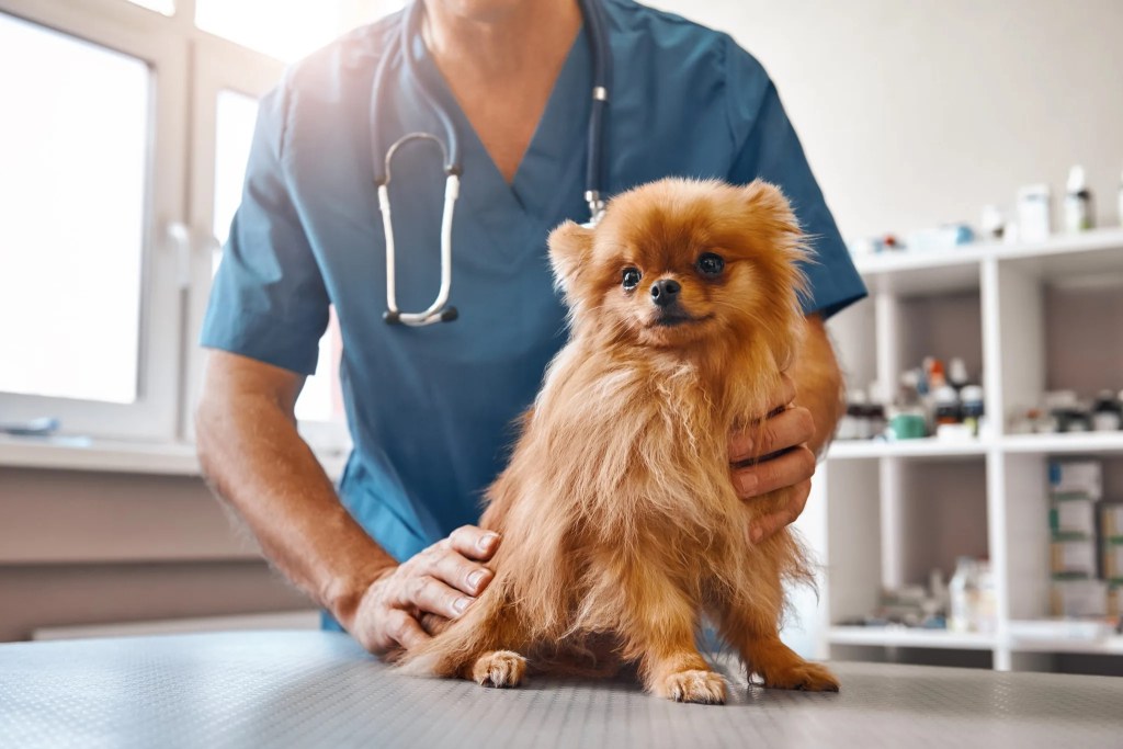 small dog vet