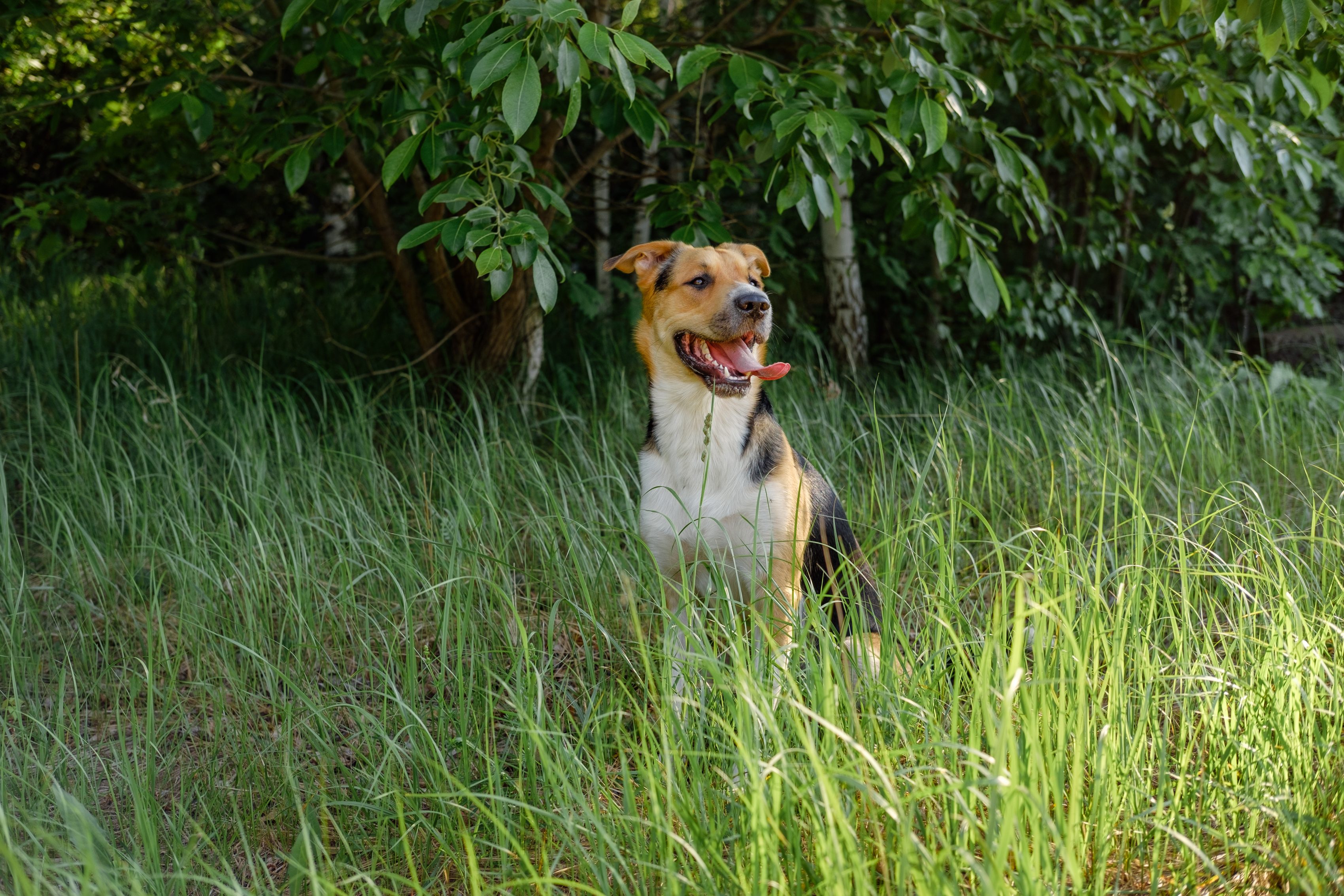 Tricolor monrel dog